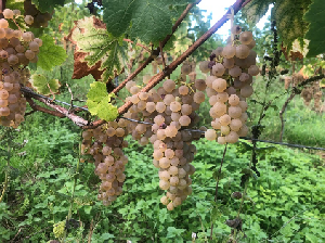 Sonnenbrunnenstrausse Freiburg-Opfingen
